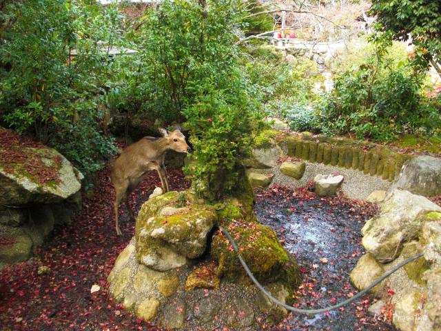 Mijadžima, zahrada Momidži s jeleny