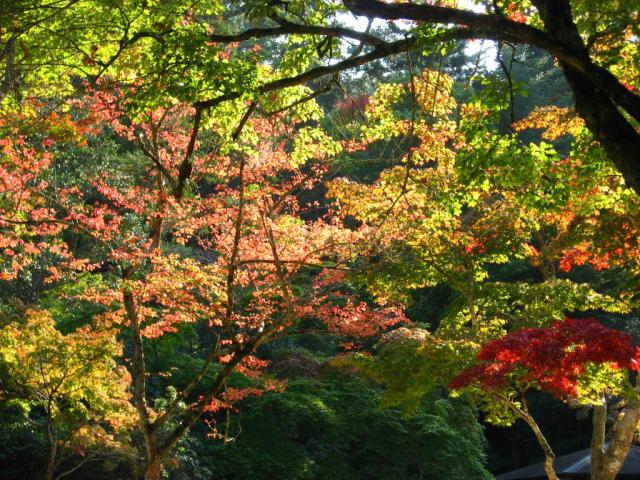 Les na ostrově Miyajima