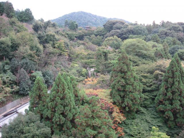 Lesy v Kyotu