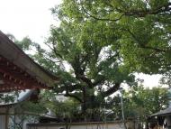 Shogunova zahrada v Kyotu