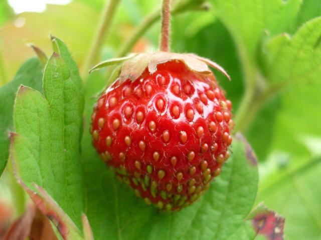 Jahoda (strawberry)